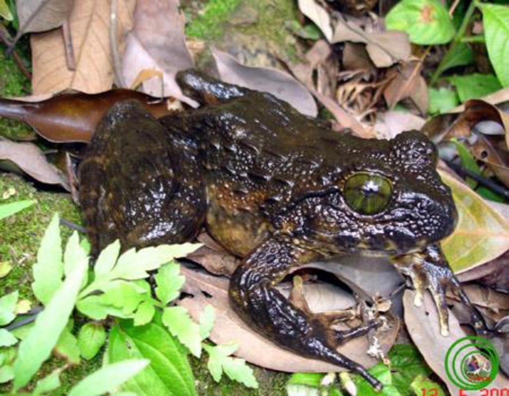 neu-cau-tao-ngoai-doi-song-di-chuyen-thuc-an-cua-mot-dong-vat-luong-cu-quy-hiem-o-viet-nam-kem-a