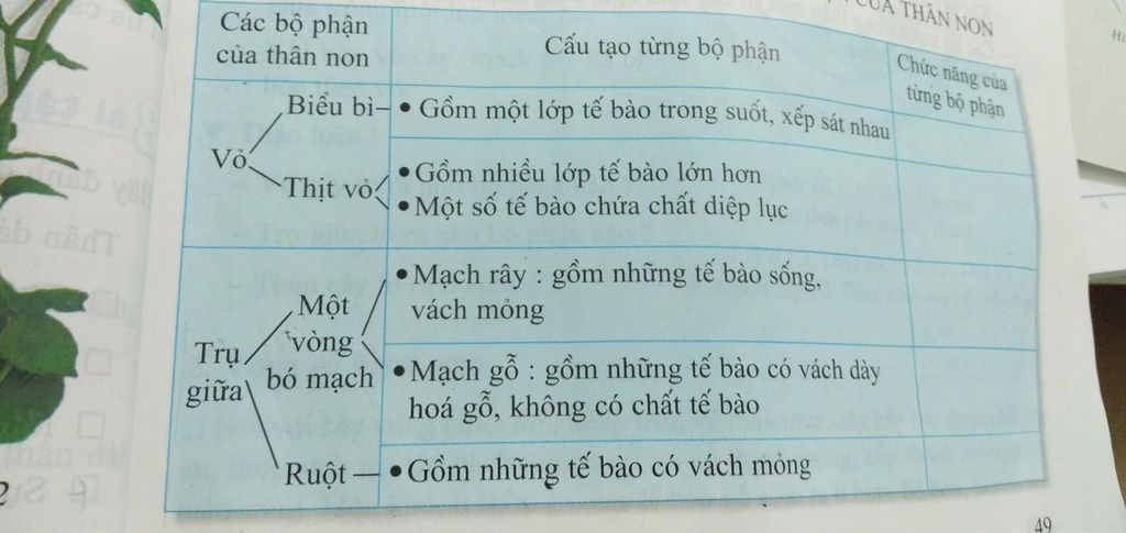 neu-cau-tao-trong-cua-than-non-va-than-truong-thanh-chuc-nang-cua-tung-bo-phan-ban-nao-giai-giup