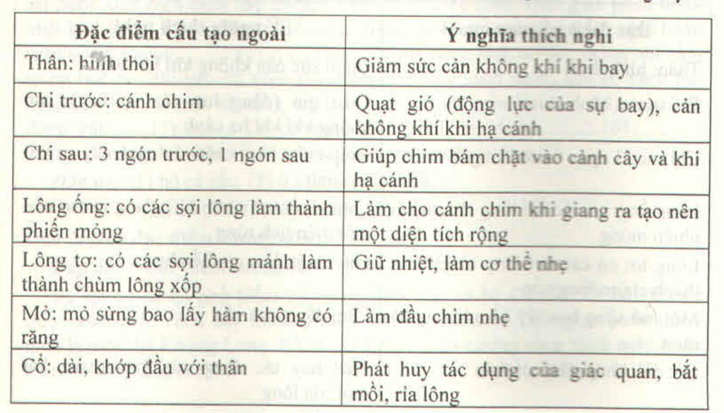 neu-cau-tao-trong-va-ngoai-cua-chim-tu-hu