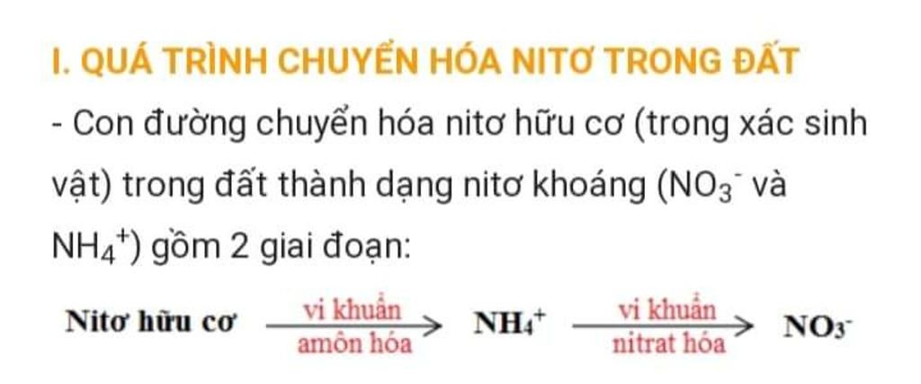 neu-con-duong-co-dinh-cua-nito-sinh-hoc-va-nito-phan-tu