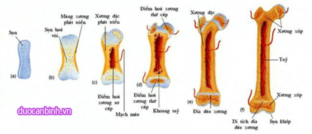 neu-dac-diem-cau-tao-cua-uong-dai-can-lam-j-de-he-uong-luon-chac-khoe