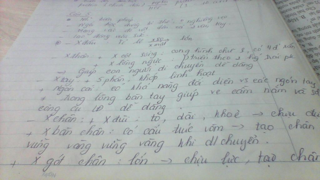 neu-dac-diem-cua-bo-uong-nguoi-thich-nghi-voi-tu-the-dung-thang-va-lao-dong