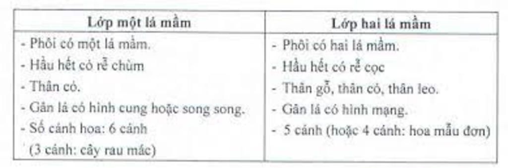 neu-dac-diem-phan-biet-cay-2-la-mam-va-cay-1-la-mam