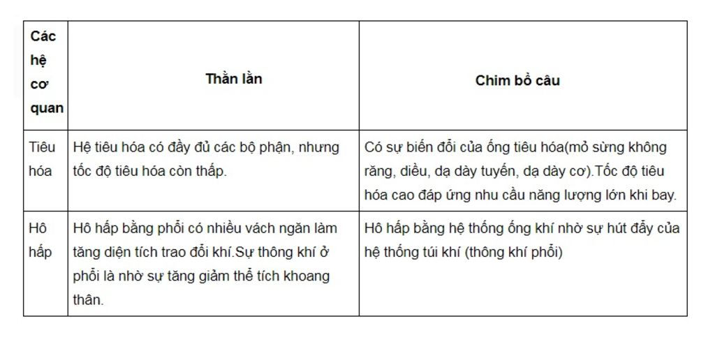 neu-dac-diem-thich-nghi-voi-doi-song-bay-luon-thong-qua-cau-tao-trong-cua-chim-bo-cau-va-so-sanh