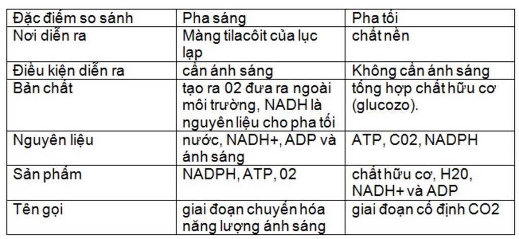 neu-diem-giong-va-khac-nhau-cua-pha-sang-va-pha-toi