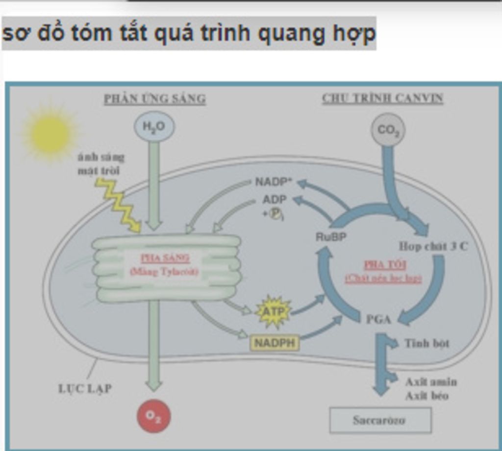 neu-khai-niem-ve-quang-hop-so-do-quang-hop-y-nghia-quang-hop