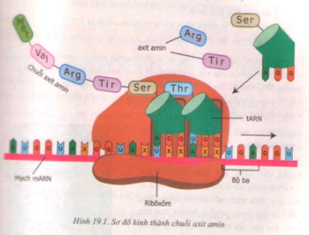 neu-moi-quan-he-giua-gen-va-arn-arn-va-protein-protein-va-tinh-trang