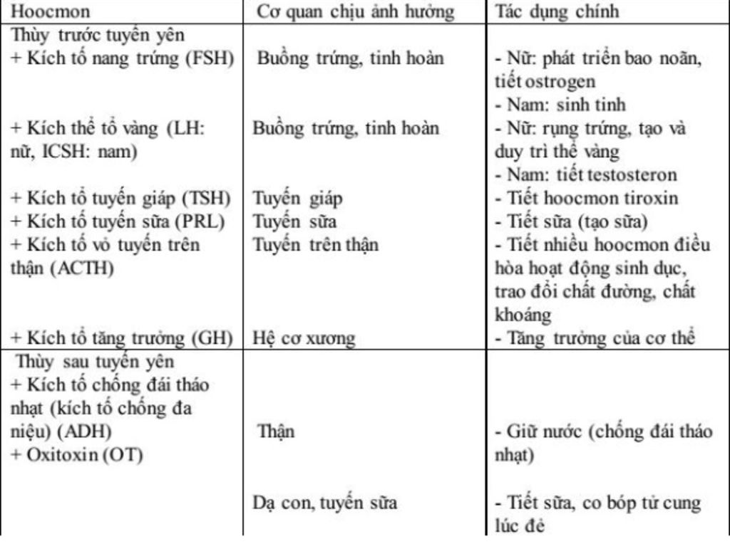neu-ten-cac-hoocmon-tuyen-yen-va-tac-dung-cua-chung