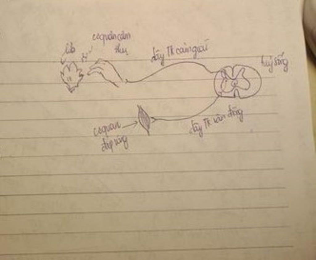 neu-vi-du-cung-phan-a-phan-tich-vi-du-do-theo-cung-phan-a-ve-so-do-cung-phan-a