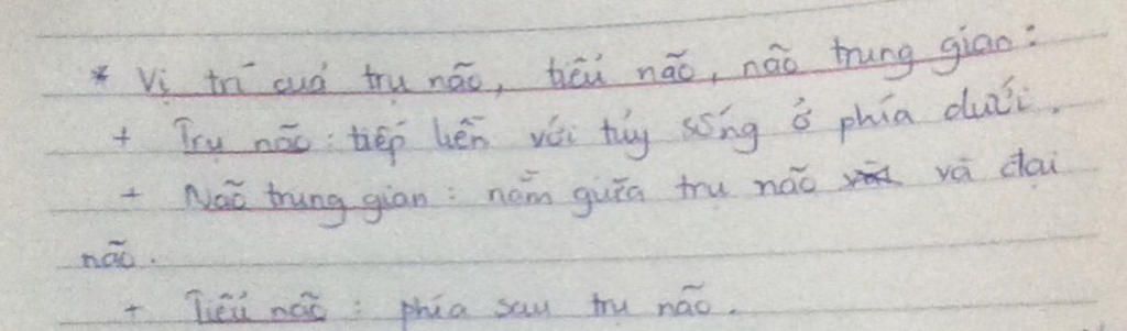 neu-vi-tri-cua-tru-nao-nao-trung-gian-tieu-nao-dai-nao