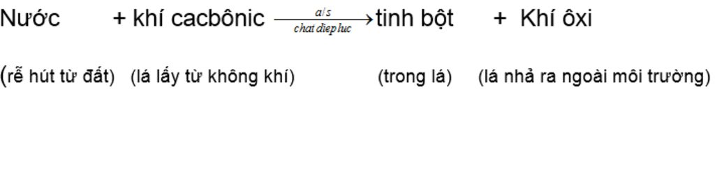 neu-y-nghia-hien-tuong-quang-hop-ho-hap-thoat-hoi-nuoc-cua-la-so-do-quang-hop-ho-hap