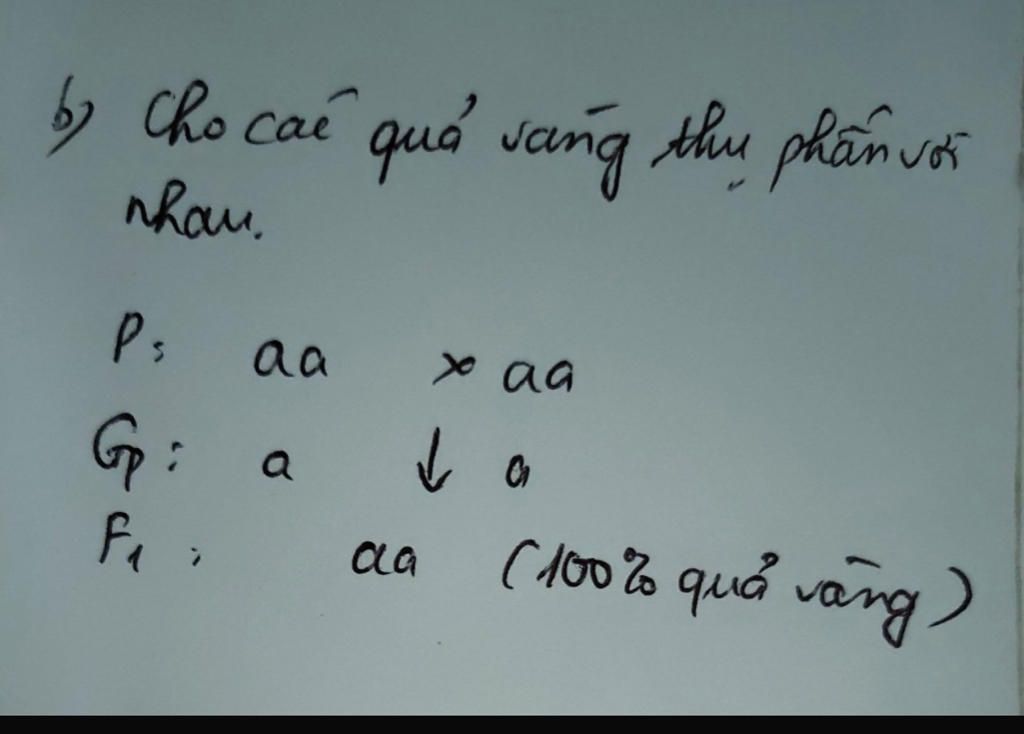 o-ca-chua-mau-qua-do-la-tinh-trang-troi-hon-toan-mau-vang-la-tinh-trang-lan-a-khi-dem-thu-phan-2
