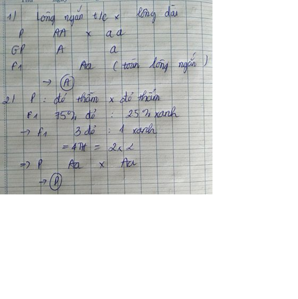 o-cho-long-ngan-troi-hoan-toan-so-voi-long-dai-cho-cho-long-ngan-thuan-chung-long-dai-hay-viet-s