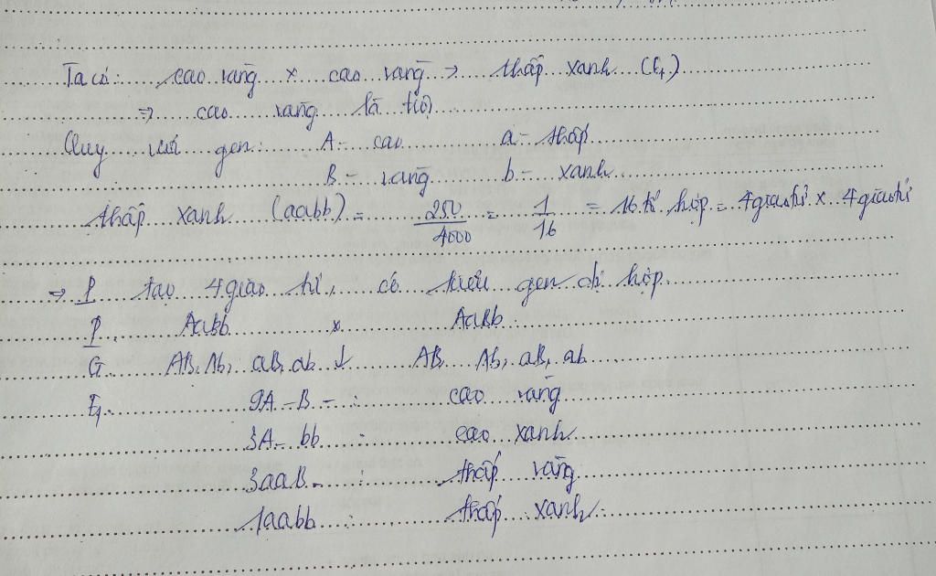 o-dau-ha-lan-cho-tu-thu-phan-cay-co-kieu-hinh-than-cao-hat-vang-thu-duoc-the-he-sau-co-4000-cay