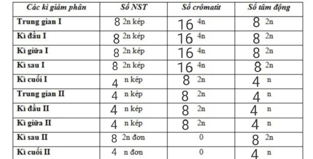 o-mot-loai-co-bo-nhiem-sac-the-luong-boi-2n-8-mot-te-bao-cua-loai-nay-trai-qua-nguyen-phan-va-gi
