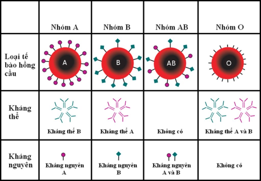 o-nguoi-co-nhung-nhom-mau-chinh-nao-khi-truyen-mau-can-tuan-thu-nguyen-tac-gi-ai-tra-loi-giup-a