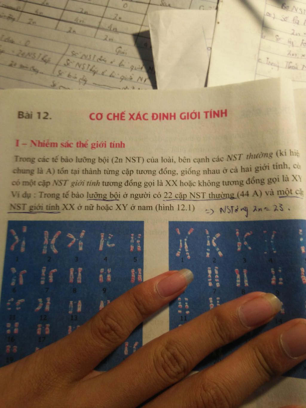 o-nguoi-mot-te-bao-dang-o-ki-sau-cua-qua-trinh-nguyen-phan-a-tinh-so-luong-nst-b-tinh-so-tam-don