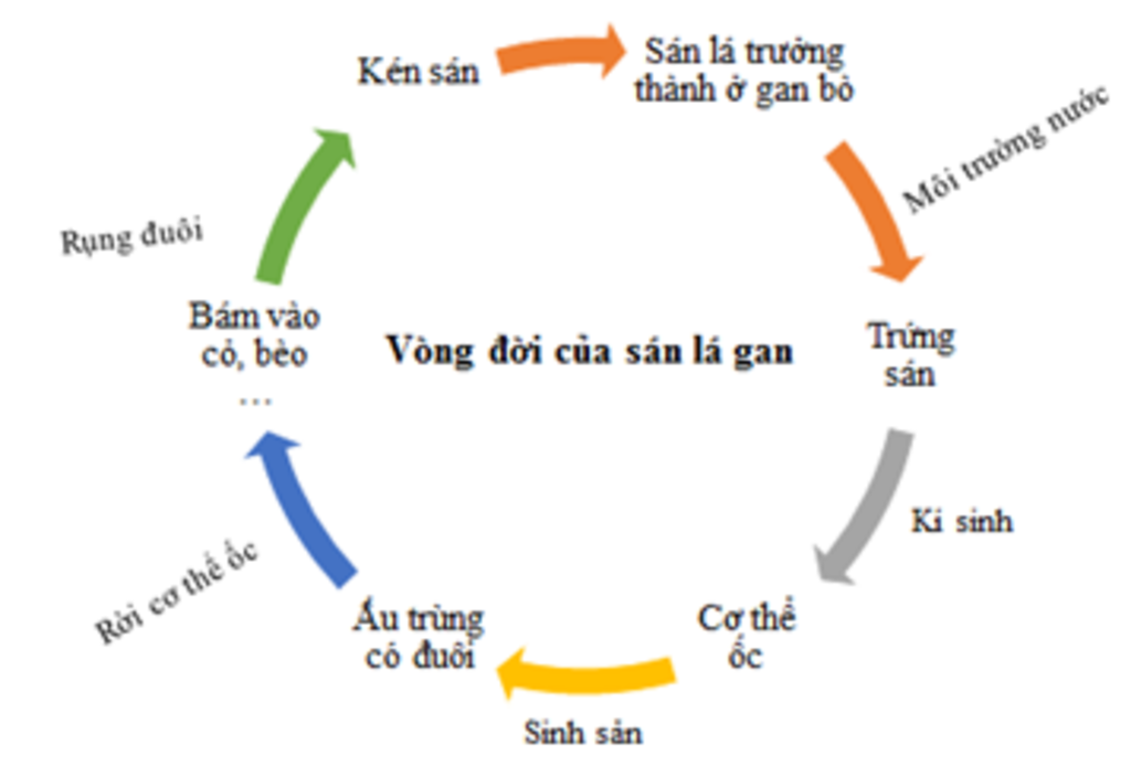 o-nuoc-ta-qua-nhieu-dieu-tra-cho-thay-ti-le-mac-benh-giun-dua-cao-vi-sao-neu-bien-phap-phong-tra