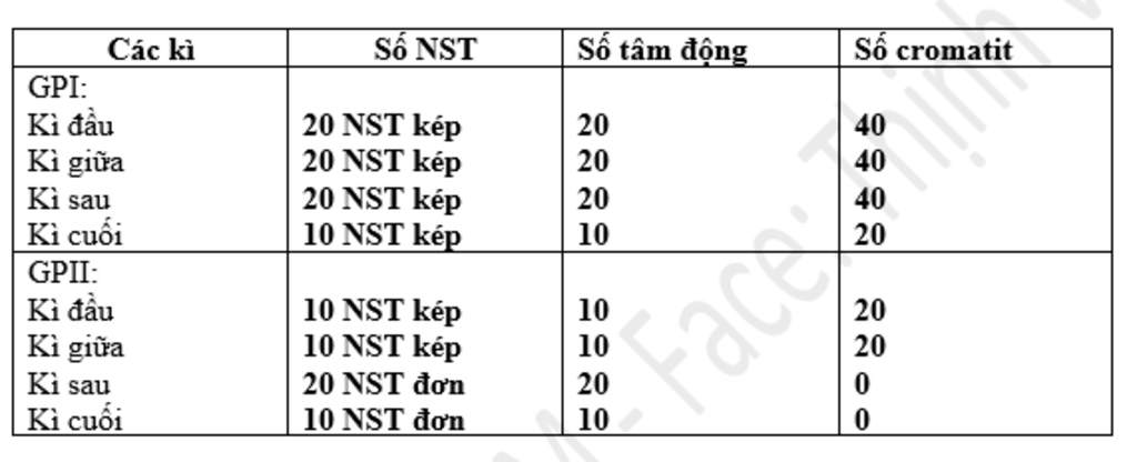 o-te-bao-sinh-duc-chin-2n-20-hay-ac-dinh-so-cromatit-so-tam-dong-va-ki-hieu-bo-nst-cua-te-bao-qu