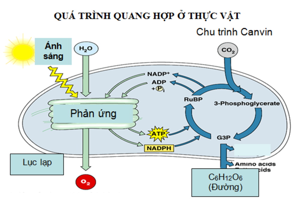 oi-duoc-sinh-ra-tu-pha-nao-cua-qua-trinh-quang-hop-hay-bieu-dien-duong-di-cua-oi-qua-cac-lop-man