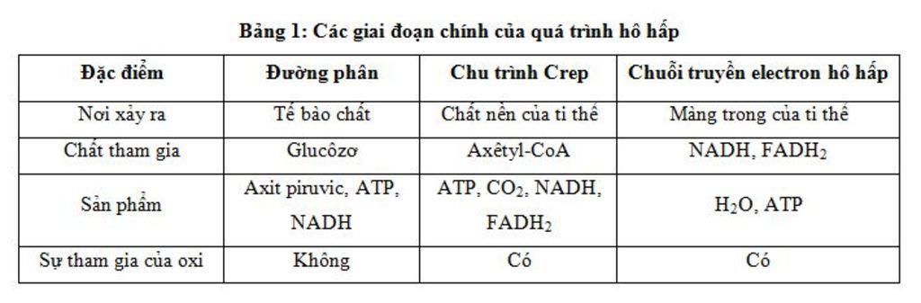 phan-biet-cac-giai-doan-trong-ho-hap-tb-ve-vi-tri-nguyen-lieu-san-pham-va-nang-luong
