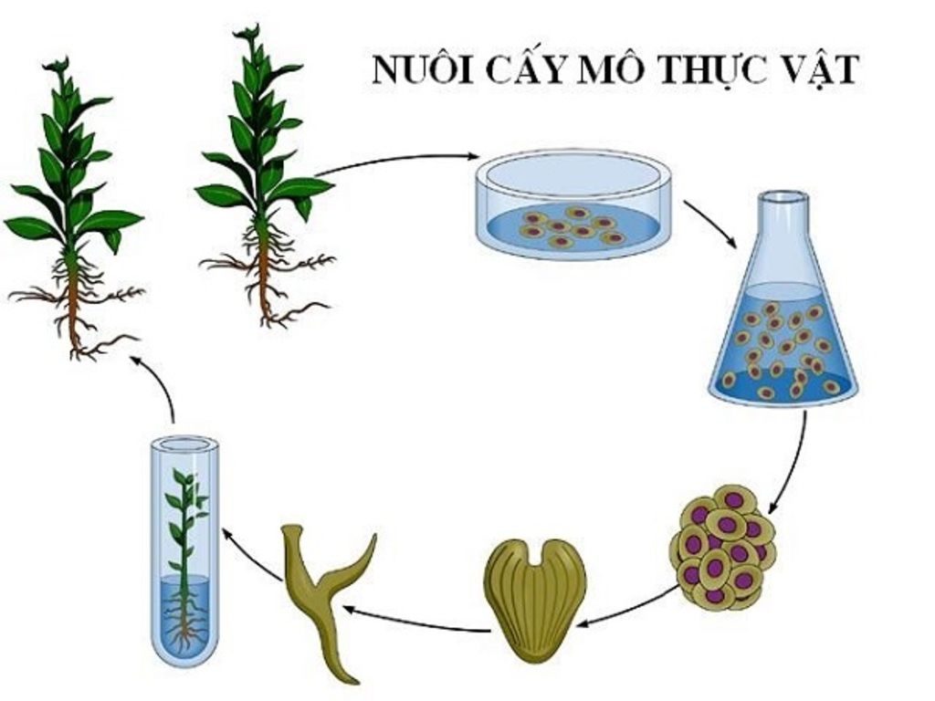 phan-biet-cac-hinh-thuc-nhan-giong-cay-giam-canh-chiet-canh-ghep-cay-nhan-giong-ong-nghiem