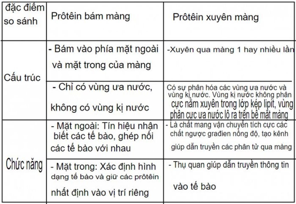 phan-biet-cau-truc-va-chuc-nang-cua-protein-uyen-mang-va-protein-bam-mang-vi-sao-noi-2-loai-prot