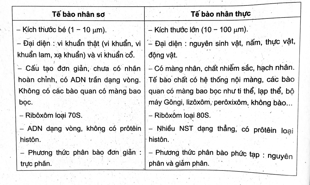 phan-biet-dac-diem-chung-cua-te-bao-nhan-so-va-te-bao-nhan-thuc