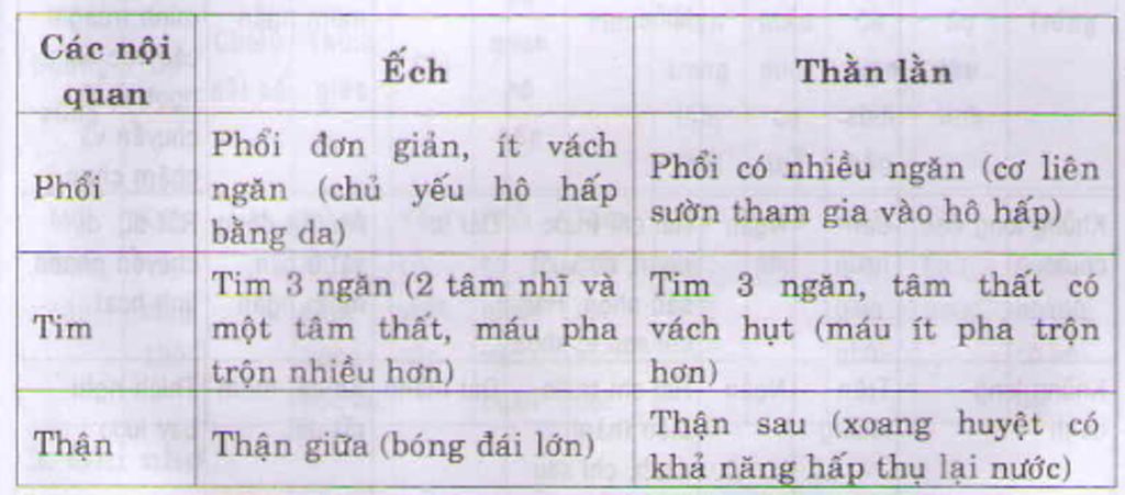 phan-biet-dac-diem-co-ban-cua-ech-va-ca-chep-ve-cau-tao-trong