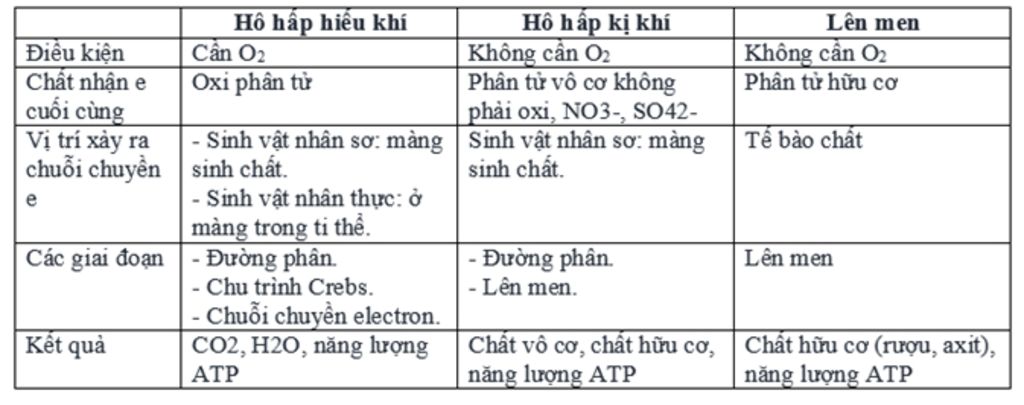 phan-biet-ho-hap-hieu-khi-ho-hap-ki-khi-va-len-men-ve-dieu-kien-chat-nhan-e-vi-tri-ay-ra-chuoi-c