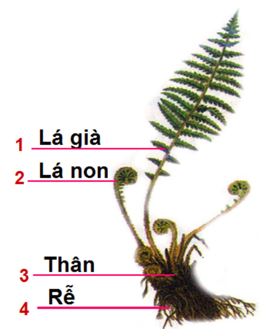 phan-biet-la-non-va-la-gia-o-cay-duong-si-vai-tro-cua-duong-si