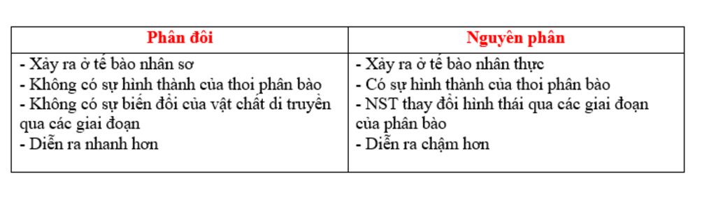 phan-biet-qua-trinh-phan-doi-cua-vi-khuan-va-qua-trinh-nguyen-phan-cua-te-bao-nhan-thuc