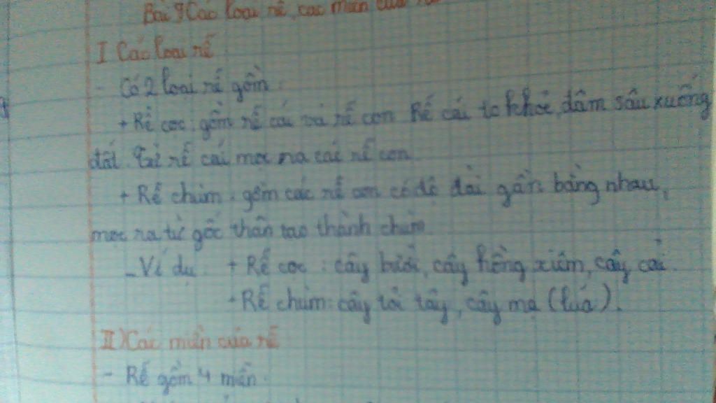 phan-biet-re-coc-va-re-chum-cho-vi-du-vu-neu-ten-va-chuc-nang-cua-mot-so-loai-re-bien-dang-cho-v