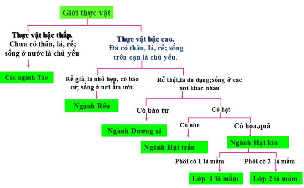 phan-loai-thuc-vat-lay-3-vd-phan-loai-theo-thu-tu-sau-gioi-nganh-lop-bo-ho-chi-loai-giup-mik-voi