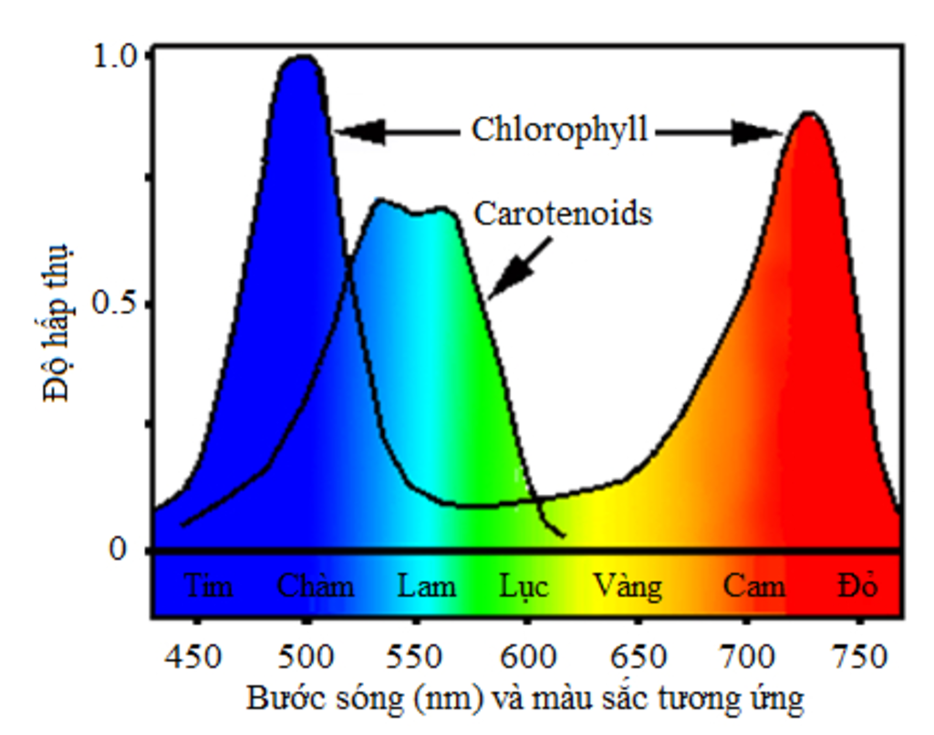 phan-tich-anh-huong-cua-nong-do-co2-cuong-do-anh-sang-thanh-phan-quang-pho-anh-sang-den-qua-trin