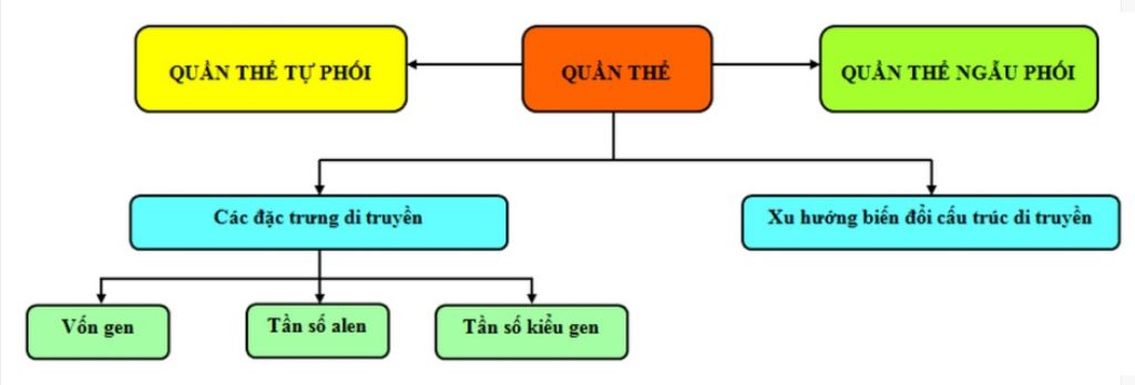qt-tu-thu-va-ngau-phoi-co-gi-giong-va-khac-nhau-ve-dac-diem-di-truyen
