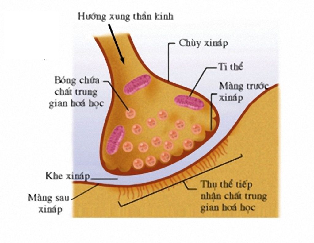 qua-trinh-truyen-tin-qua-inap-dien-ra-nhu-the-nao