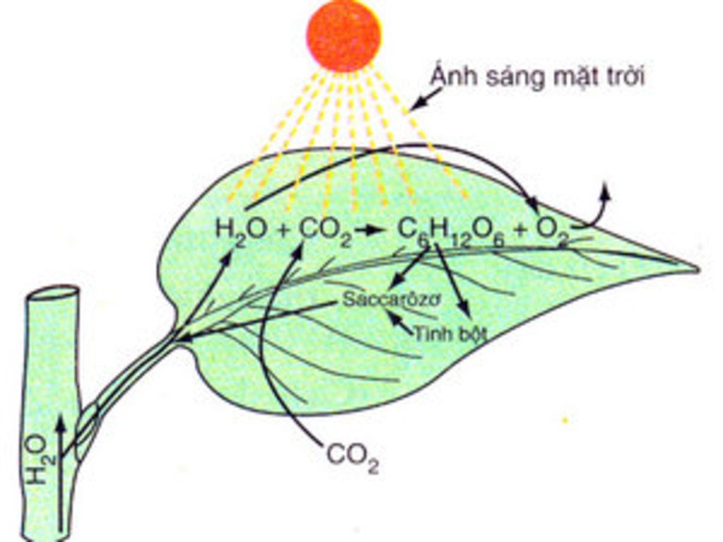 quang-hop-la-qua-trinh-la-cay-nho-co-chat-diep-luc-su-dung-nuoc-khi-cacbonic-va-nang-luong-anh-s