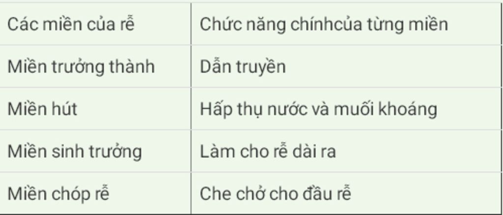 re-gom-nhung-mien-nao-neu-chuc-nang-cua-moi-mien