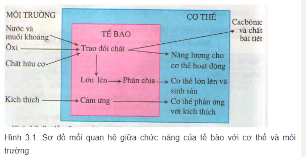 sinh-hoc-8-trinh-bay-hoat-dong-song-cua-te-bao