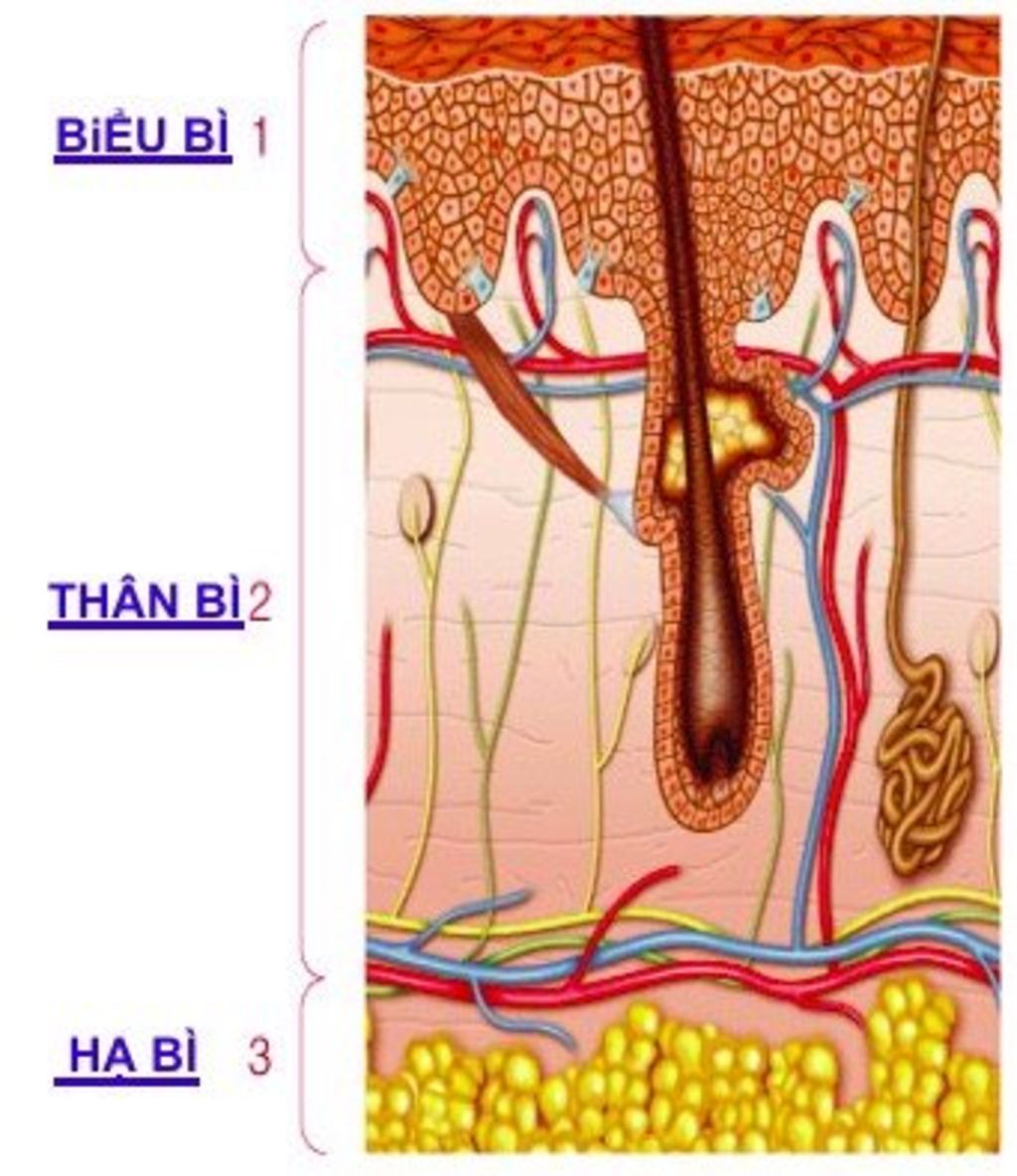 so-do-cau-tao-chuc-nang-cua-da-nguoi-cac-ban-lam-ra-giay-chup-len-nhe-thank-cac-ban