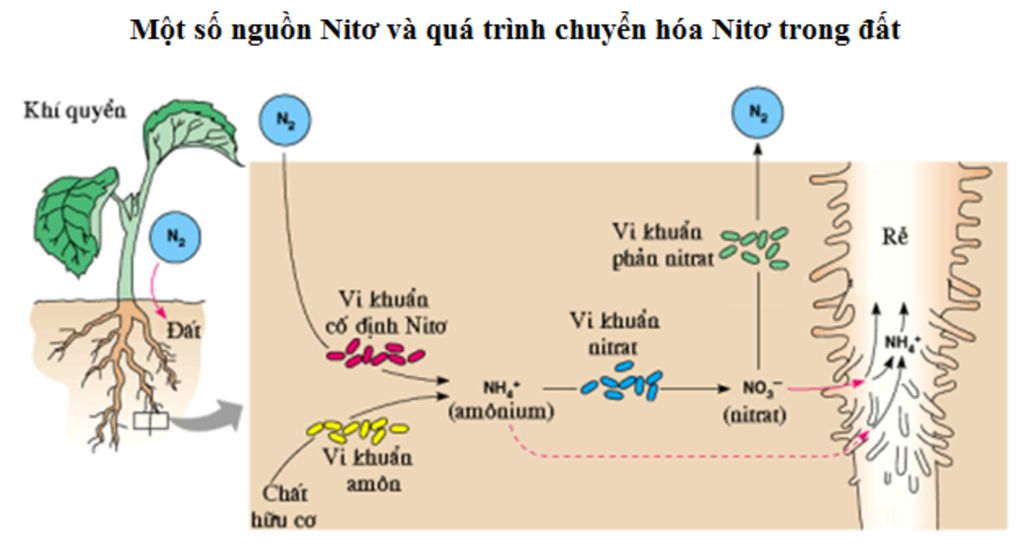 so-do-qua-trinh-co-dinh-nito-trong-khi-quyen-va-chuyen-hoa-nito-trong-dat