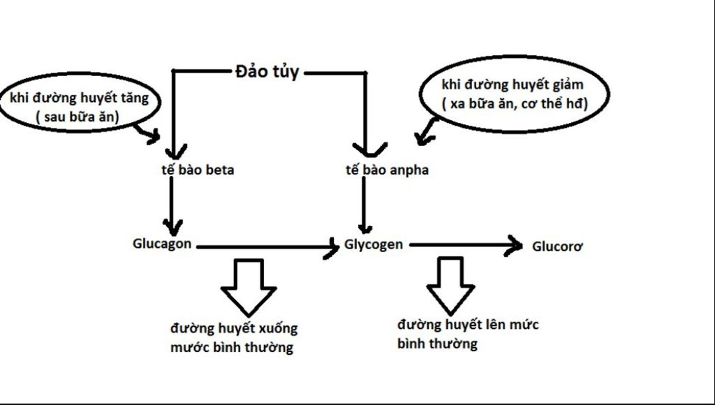 so-do-tang-duong-huyet-trong-mau-nho-lop-giua-cua-tuyen-than-tren-biet-hooc-mon-la-cooctizon