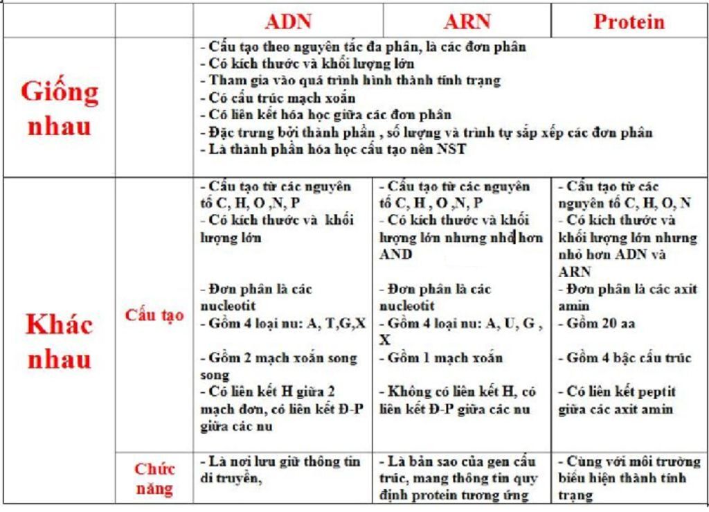 so-sanh-cau-tao-hoa-hoc-cau-truc-khong-gian-va-chuc-nang-cua-cac-dai-phan-tu-adn-arn-va-protein