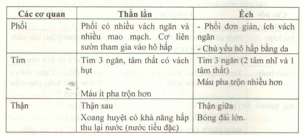 so-sanh-co-quan-tim-phoi-than-cua-ech-va-than-lan