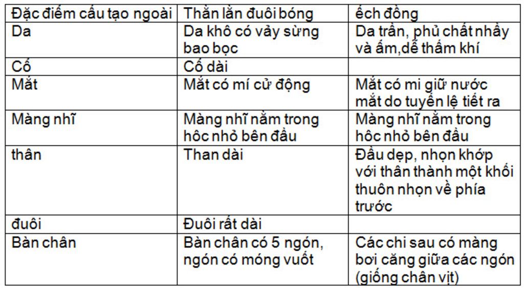 so-sanh-dac-diem-cau-tao-ngoai-cua-ech-dong-va-than-lan-bong-duoi-dai-dac-diem-so-sanh-ech-dong