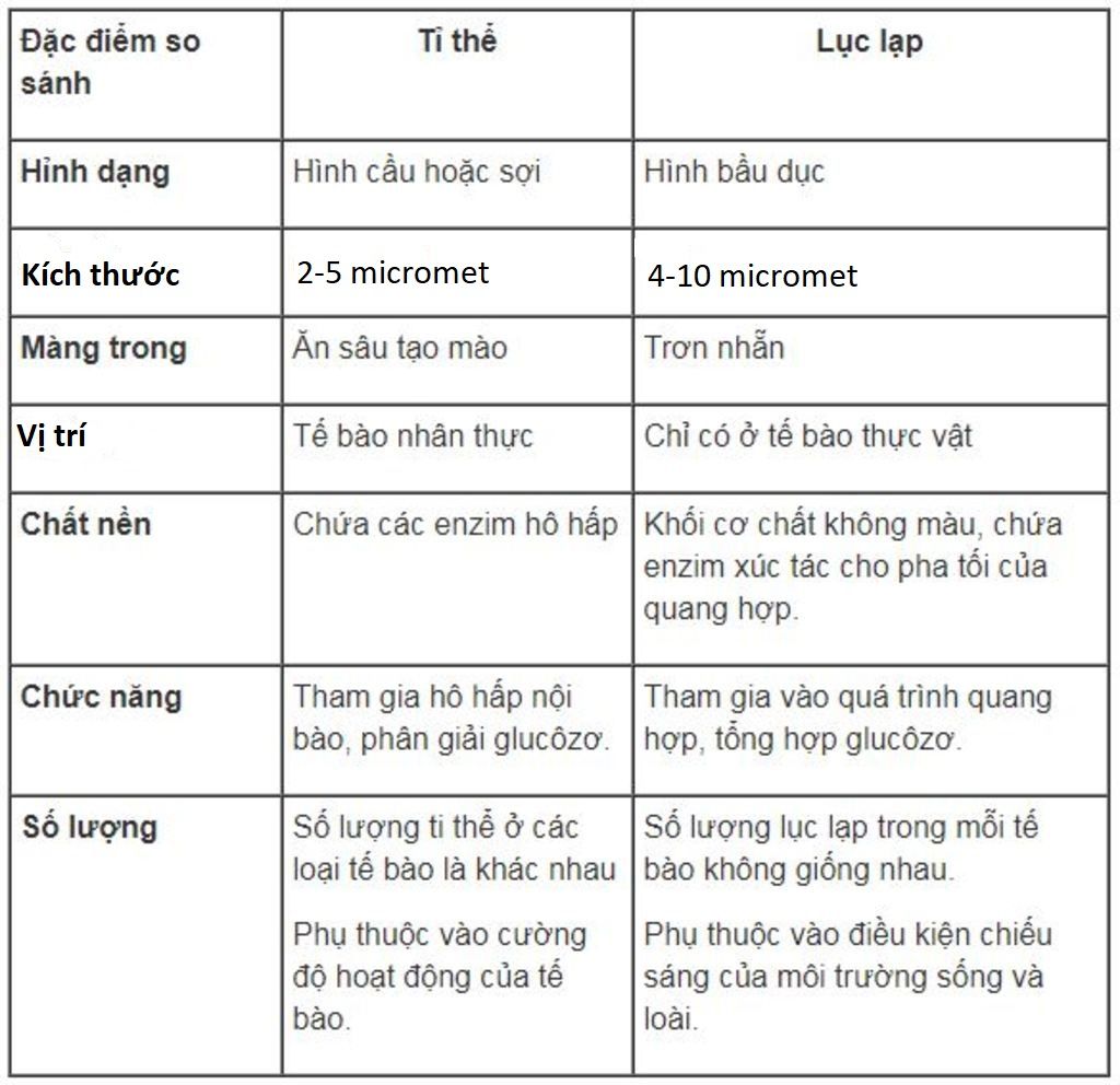 so-sanh-diem-khac-nhau-giua-hai-bao-quan-ti-the-va-luc-lap-dau-hieu-so-sanh-vi-tri-hinh-dang-so