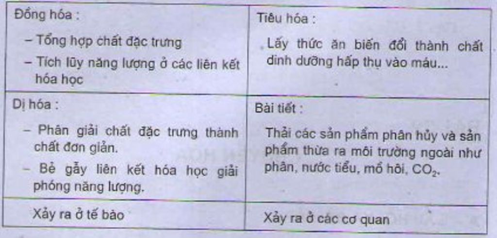 so-sanh-dong-hoa-va-di-hoa-o-nguoi-gia-va-tre-em-ben-nao-cao-hon-thap-hon