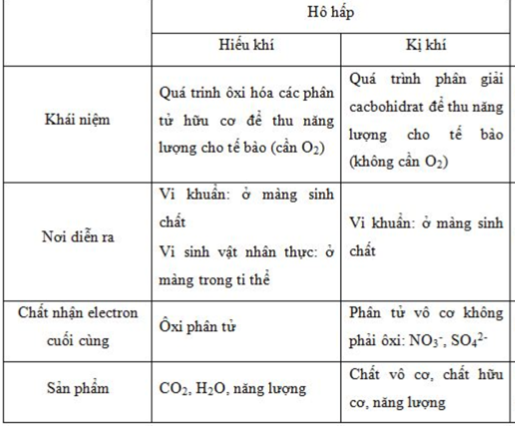 so-sanh-ho-hap-ki-khi-va-ho-hap-hieu-khi