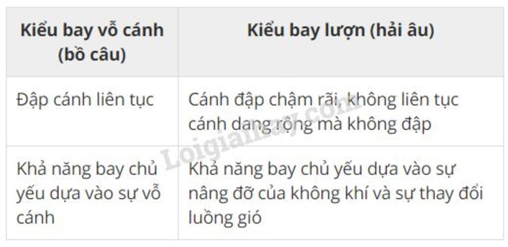 so-sanh-kieu-bay-vo-canh-va-kieu-bay-luon-cua-chim-bo-cau